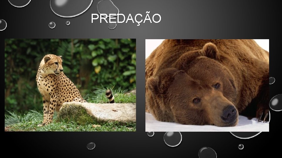 PREDAO NDICE INTRODUO PREDAO O QUE OS PREDADORES
