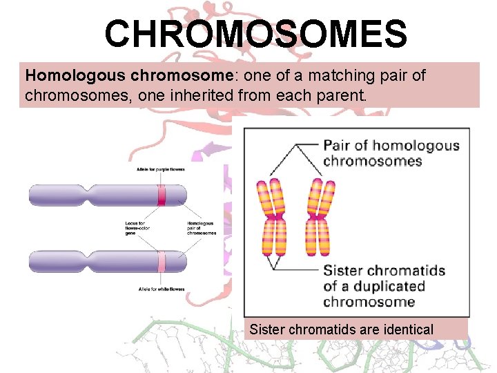 CHROMOSOMES Homologous chromosome: one of a matching pair of chromosomes, one inherited from each