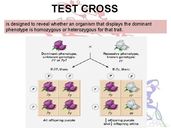 TEST CROSS is designed to reveal whether an organism that displays the dominant phenotype