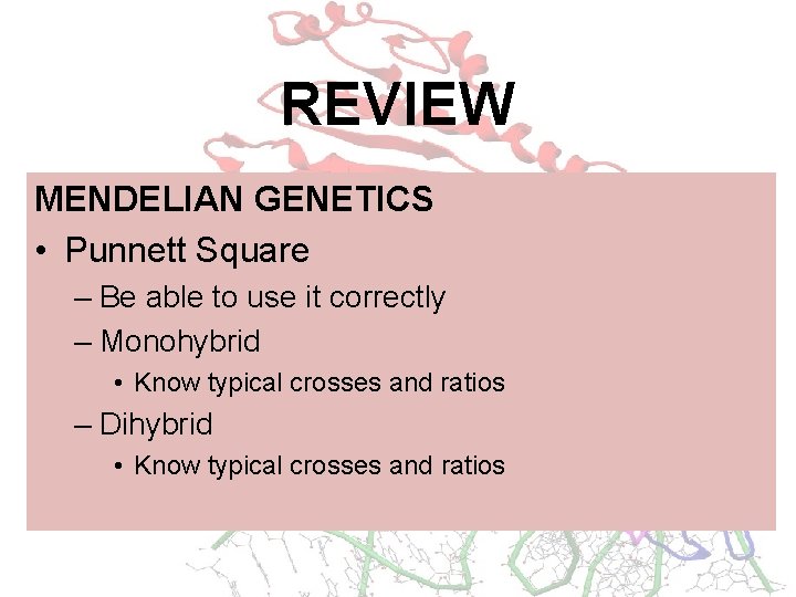 REVIEW MENDELIAN GENETICS • Punnett Square – Be able to use it correctly –