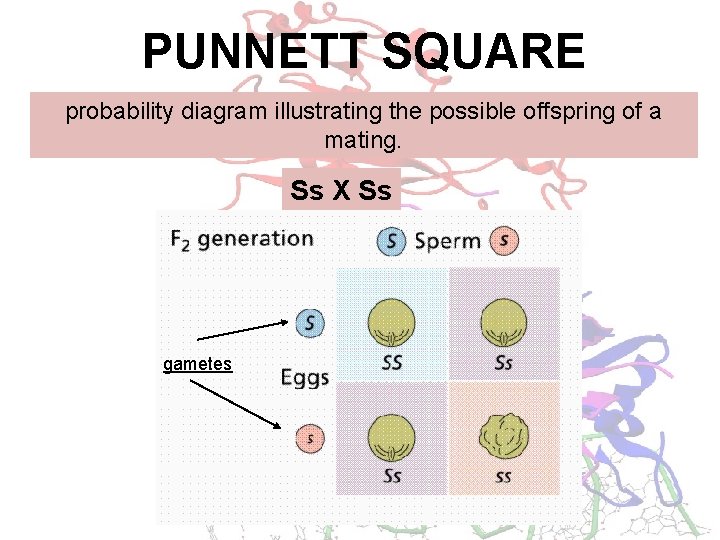 PUNNETT SQUARE probability diagram illustrating the possible offspring of a mating. Ss X Ss