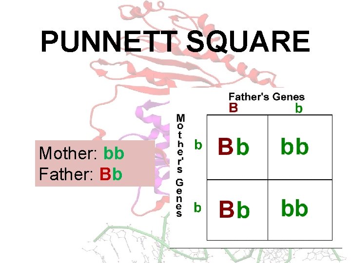 PUNNETT SQUARE Mother: bb Father: Bb 