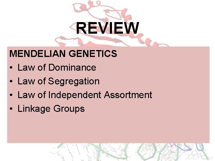 REVIEW MENDELIAN GENETICS • Law of Dominance • Law of Segregation • Law of