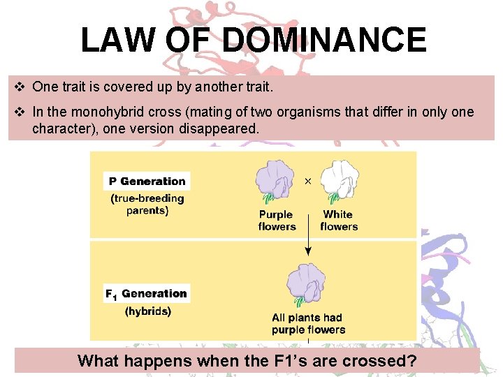 LAW OF DOMINANCE v One trait is covered up by another trait. v In