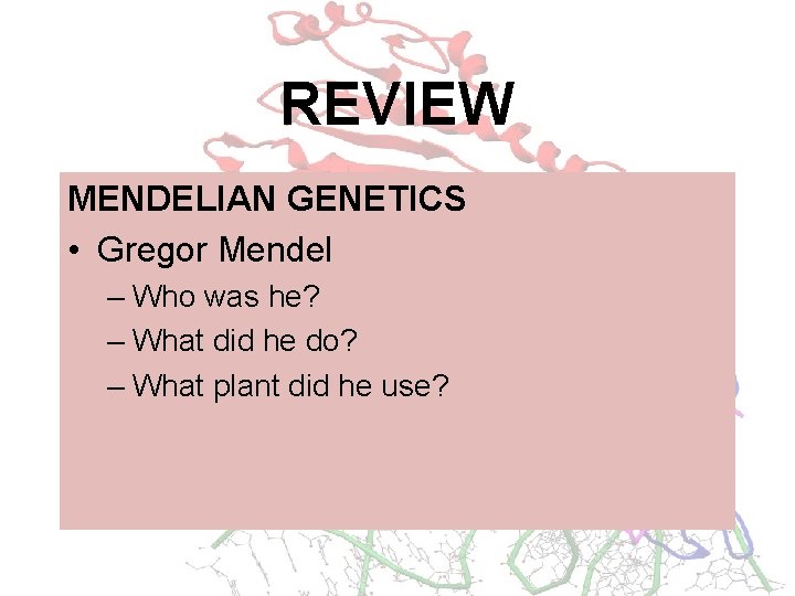 REVIEW MENDELIAN GENETICS • Gregor Mendel – Who was he? – What did he