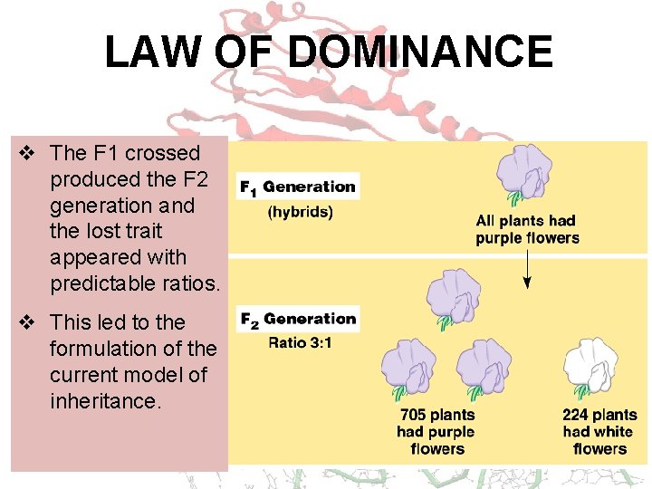 LAW OF DOMINANCE v The F 1 crossed produced the F 2 generation and