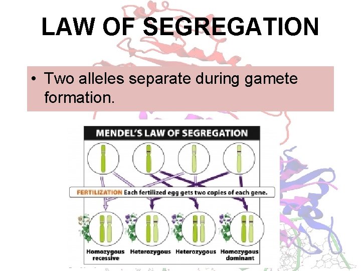 LAW OF SEGREGATION • Two alleles separate during gamete formation. 