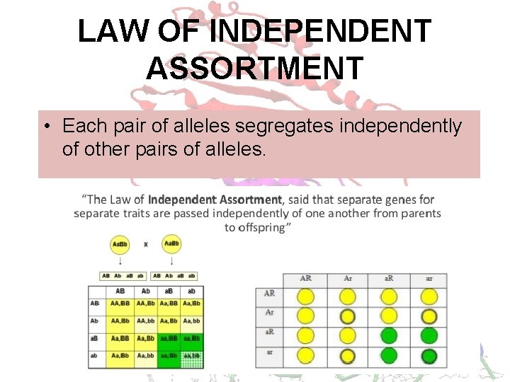 LAW OF INDEPENDENT ASSORTMENT • Each pair of alleles segregates independently of other pairs