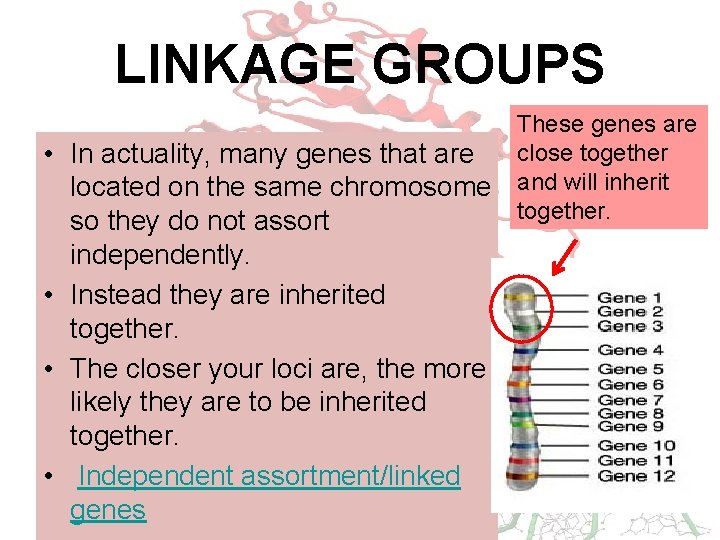 LINKAGE GROUPS • In actuality, many genes that are located on the same chromosome