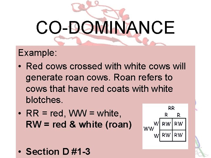 CO-DOMINANCE Example: • Red cows crossed with white cows will generate roan cows. Roan