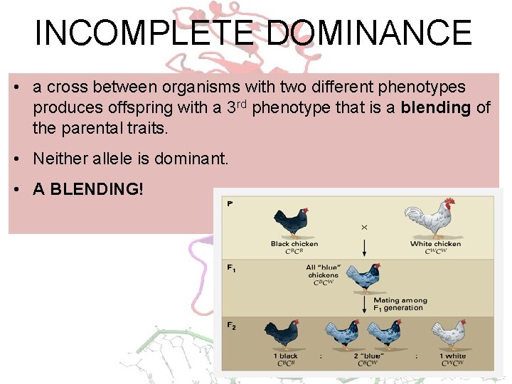 INCOMPLETE DOMINANCE • a cross between organisms with two different phenotypes produces offspring with