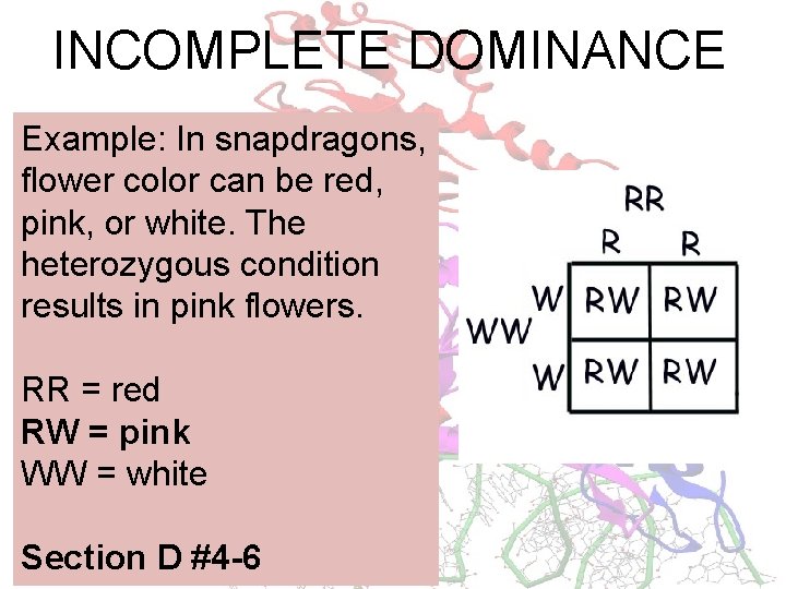 INCOMPLETE DOMINANCE Example: In snapdragons, flower color can be red, pink, or white. The