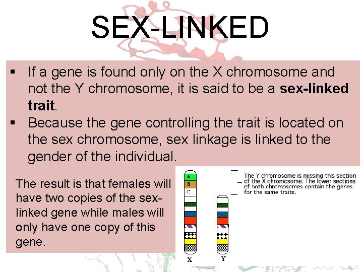 SEX-LINKED § If a gene is found only on the X chromosome and not