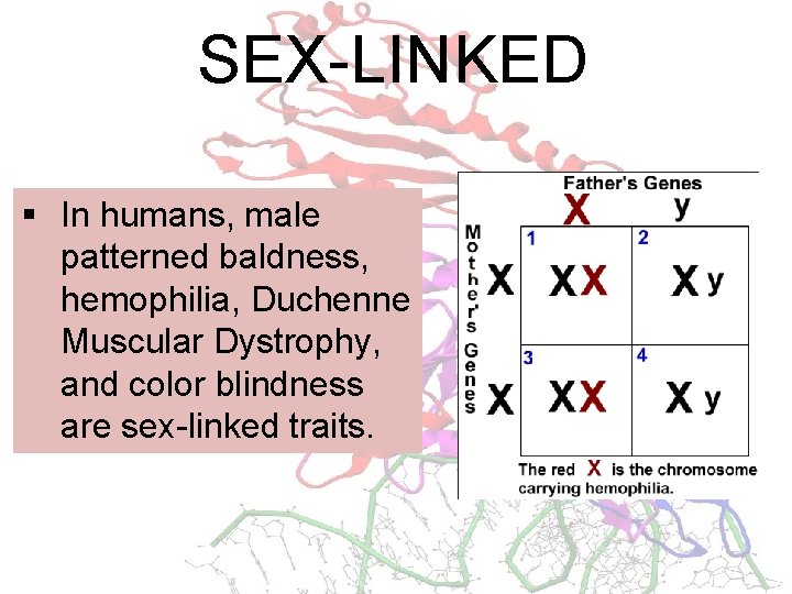 SEX-LINKED § In humans, male patterned baldness, hemophilia, Duchenne Muscular Dystrophy, and color blindness