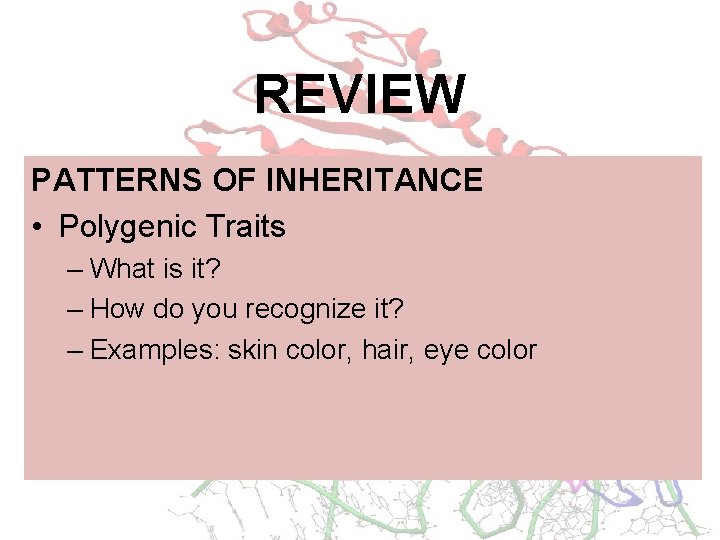 REVIEW PATTERNS OF INHERITANCE • Polygenic Traits – What is it? – How do