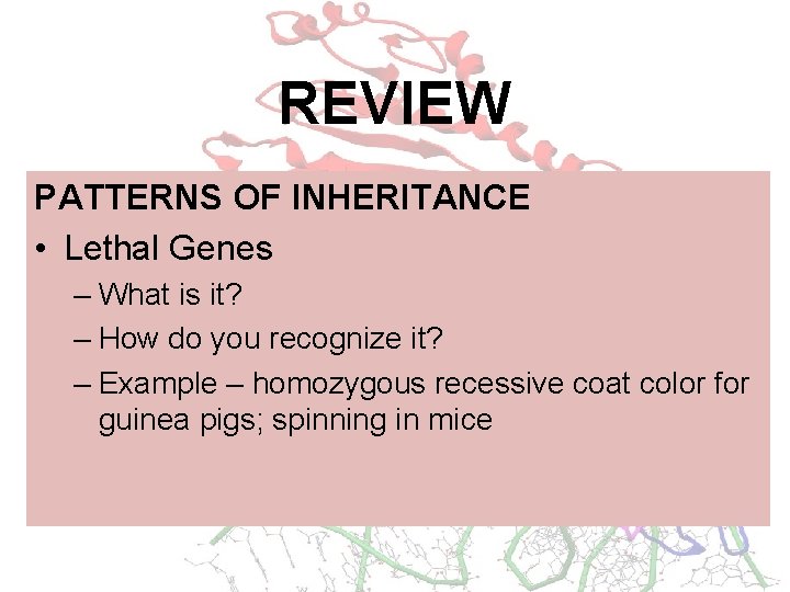 REVIEW PATTERNS OF INHERITANCE • Lethal Genes – What is it? – How do
