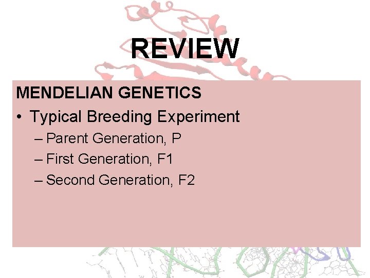 REVIEW MENDELIAN GENETICS • Typical Breeding Experiment – Parent Generation, P – First Generation,