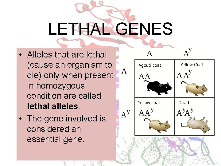 LETHAL GENES • Alleles that are lethal (cause an organism to die) only when