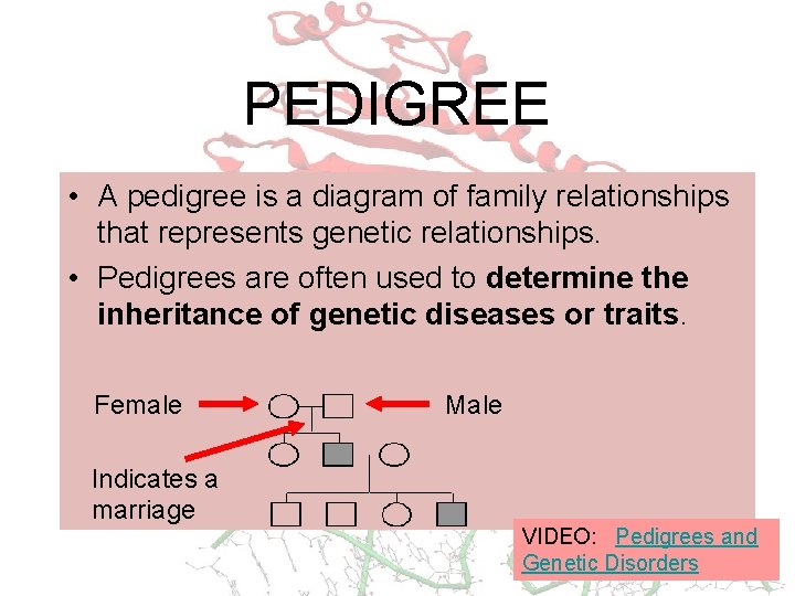 PEDIGREE • A pedigree is a diagram of family relationships that represents genetic relationships.