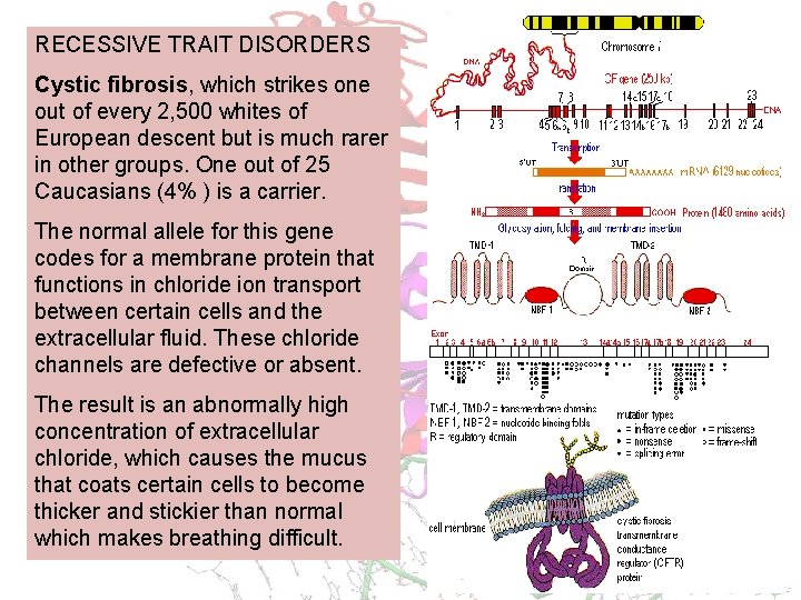 RECESSIVE TRAIT DISORDERS Cystic fibrosis, which strikes one out of every 2, 500 whites