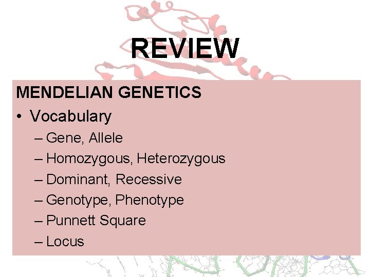 REVIEW MENDELIAN GENETICS • Vocabulary – Gene, Allele – Homozygous, Heterozygous – Dominant, Recessive