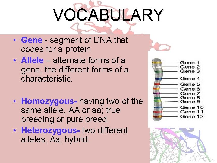 VOCABULARY • Gene - segment of DNA that codes for a protein • Allele