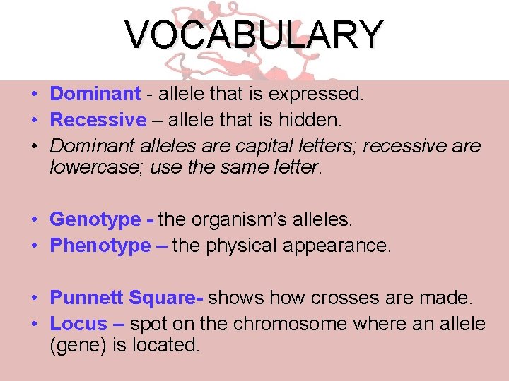 VOCABULARY • • • Dominant - allele that is expressed. Recessive – allele that