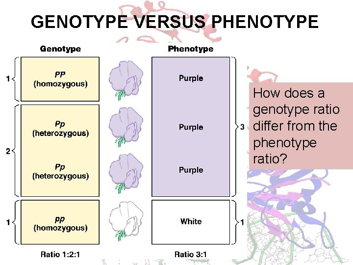 GENOTYPE VERSUS PHENOTYPE How does a genotype ratio differ from the phenotype ratio? 