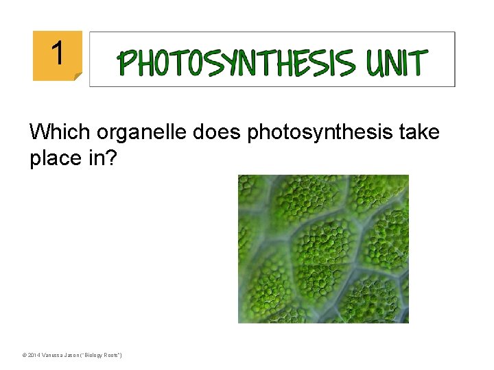 © 2014 Vanessa Jason (“Biology Roots”) 1 Which organelle does photosynthesis take place in?