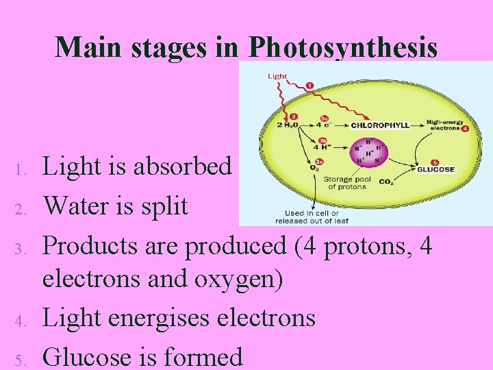Main stages in Photosynthesis 1. 2. 3. 4. 5. Light is absorbed Water is