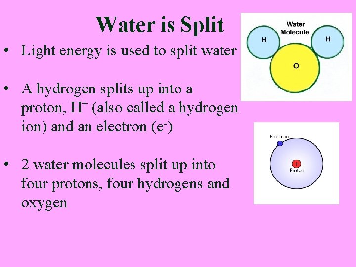 Water is Split • Light energy is used to split water • A hydrogen