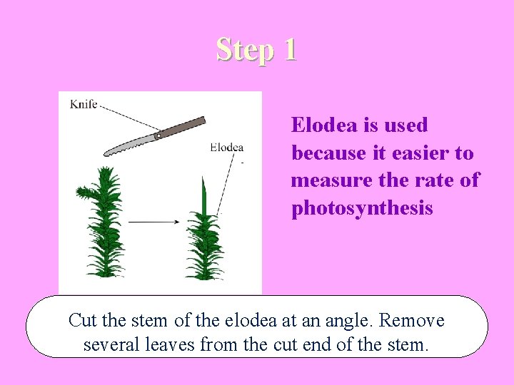 Step 1 Elodea is used because it easier to measure the rate of photosynthesis