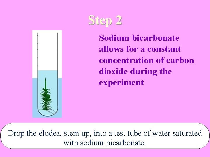 Step 2 Sodium bicarbonate allows for a constant concentration of carbon dioxide during the