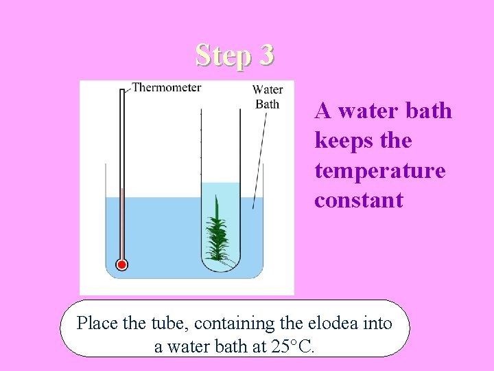 Step 3 A water bath keeps the temperature constant Place the tube, containing the