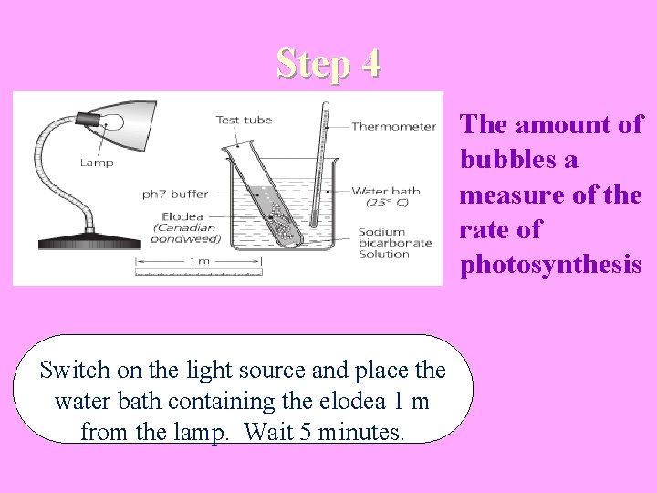 Step 4 The amount of bubbles a measure of the rate of photosynthesis Switch