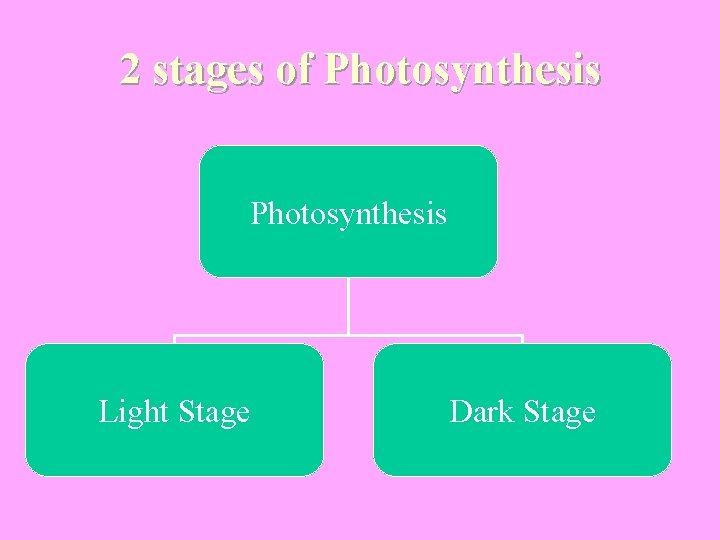 2 stages of Photosynthesis Light Stage Dark Stage 