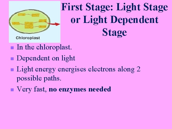 First Stage: Light Stage or Light Dependent Stage n n In the chloroplast. Dependent