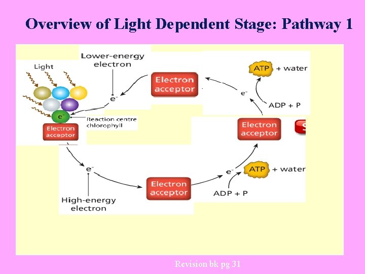 Overview of Light Dependent Stage: Pathway 1 Revision bk pg 31 