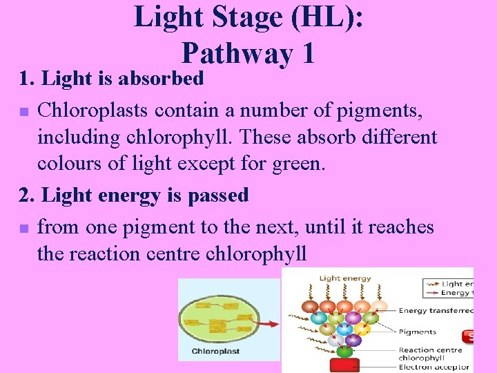 Light Stage (HL): Pathway 1 1. Light is absorbed n Chloroplasts contain a number