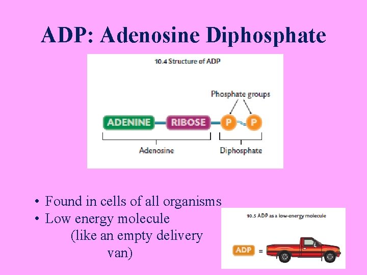 ADP: Adenosine Diphosphate • Found in cells of all organisms • Low energy molecule