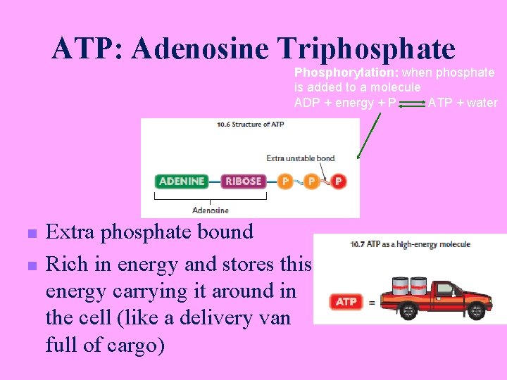 ATP: Adenosine Triphosphate Phosphorylation: when phosphate is added to a molecule ADP + energy