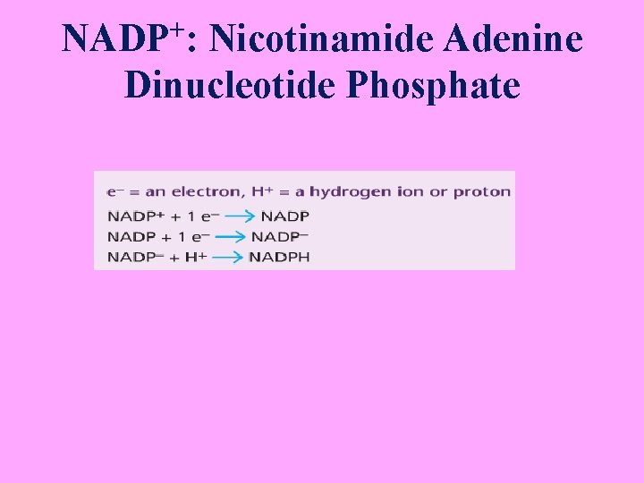 + NADP : Nicotinamide Adenine Dinucleotide Phosphate 