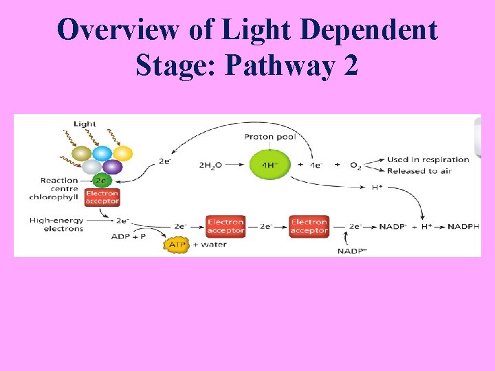 Overview of Light Dependent Stage: Pathway 2 