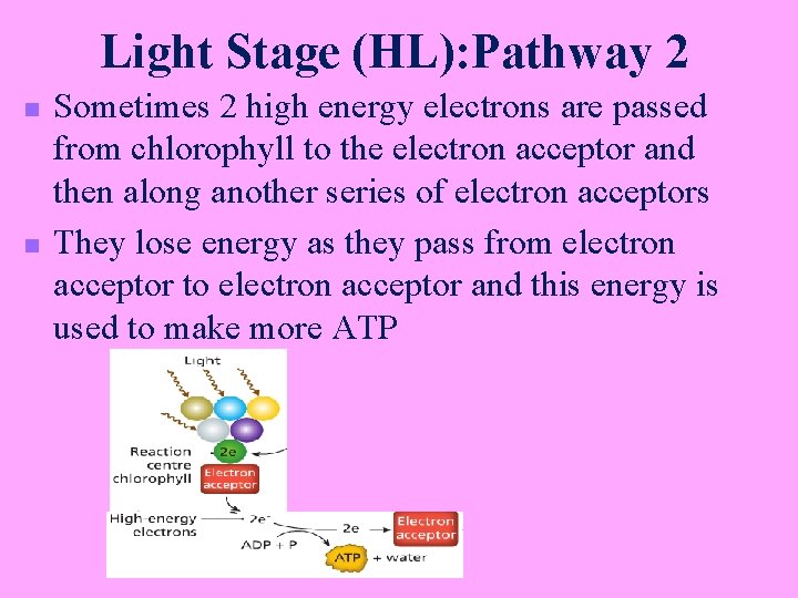 Light Stage (HL): Pathway 2 n n Sometimes 2 high energy electrons are passed