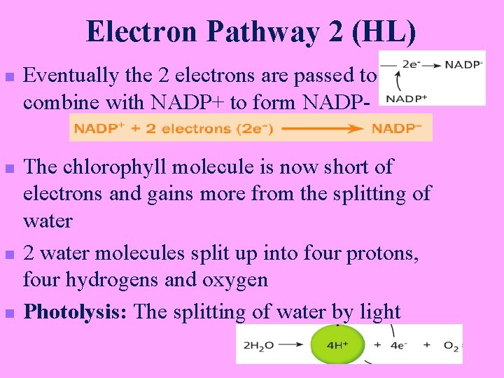 Electron Pathway 2 (HL) n n Eventually the 2 electrons are passed to combine