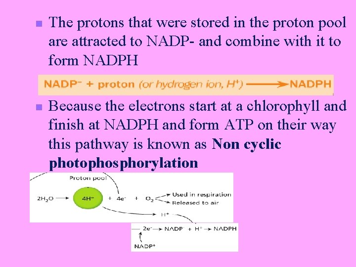 n n The protons that were stored in the proton pool are attracted to