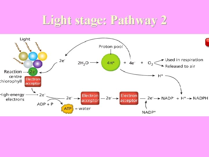 Light stage: Pathway 2 