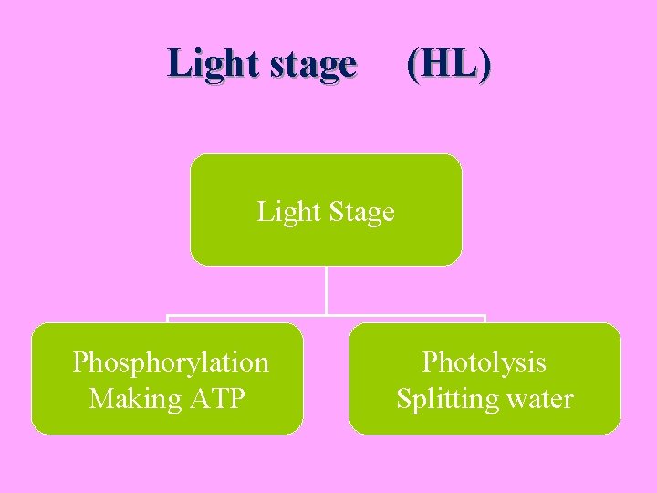 Light stage (HL) Light Stage Phosphorylation Making ATP Photolysis Splitting water 