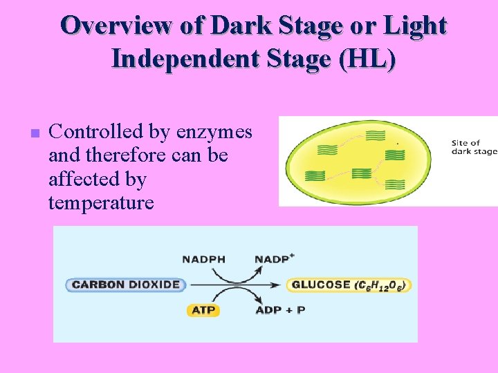 Overview of Dark Stage or Light Independent Stage (HL) n Controlled by enzymes and