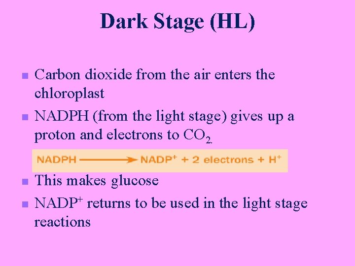 Dark Stage (HL) n n Carbon dioxide from the air enters the chloroplast NADPH